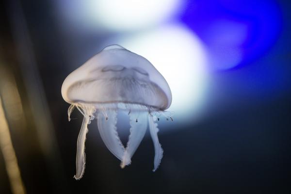 Océans, plongée dans le monde marin au Fresnoy